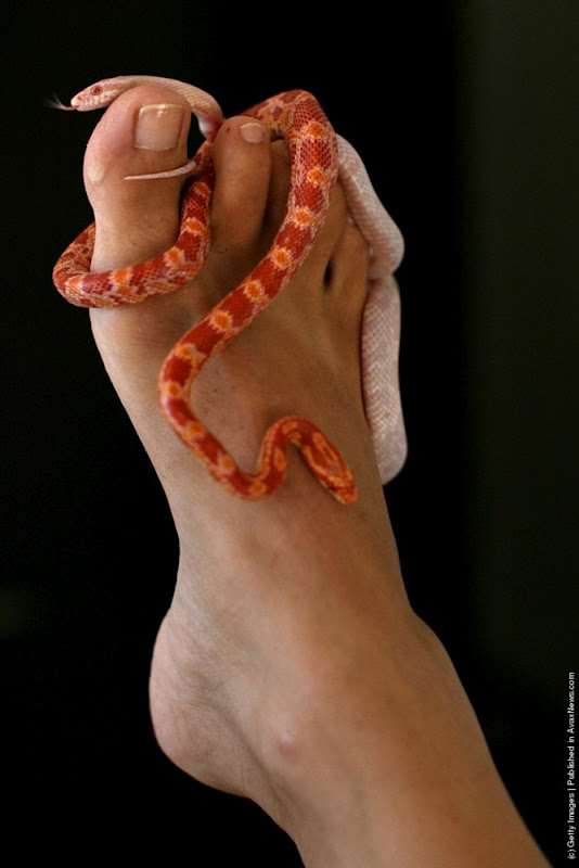 Snake Massage Spa